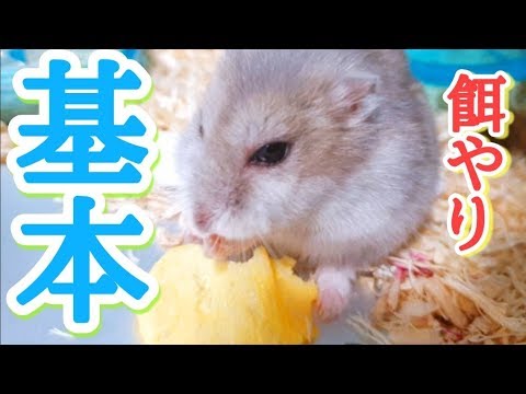 ハムスターの世話と餌やり