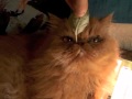 Cat Vs Basil Leaf
