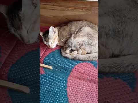 Meo meo #shortvideo #viral #sujay #shots