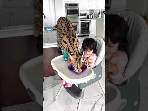 King The Serval Cat Sneaky Boy
