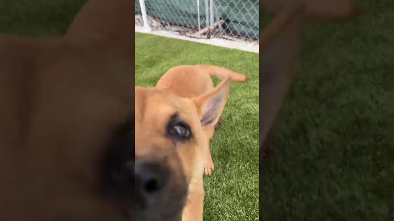 Puppy Earl, a Adoptable mixed breed in Miami, FL video 6/6