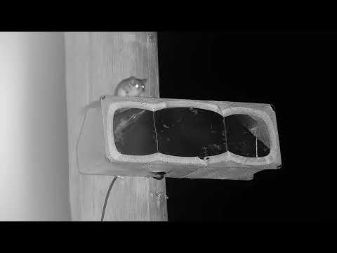 Woodland Dormouse on Mic | Ranger Insights