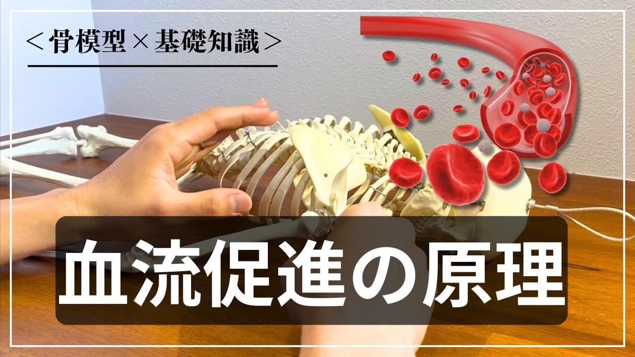 【血流促進】マッサージで血流が良くなる理由