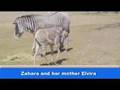 Meet Zahara At The Detroit Zoo