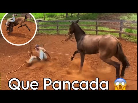 “Wild Mule Knocks Down the Tamer”