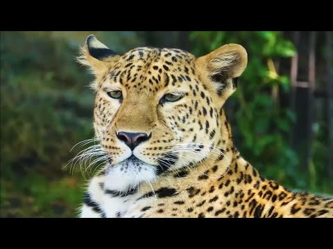 Ándrue  - El Cóndor Pasa