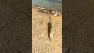 İma Pugachev Cobra deneme.