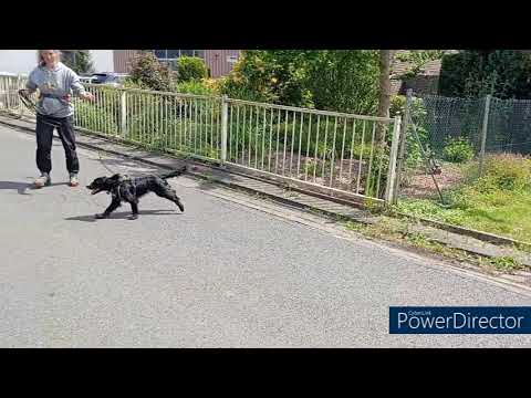 Endlich ruckfrei arbeiten! - Leinenhandling für kleine schnelle Hunde im Mantrailing