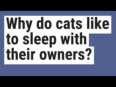 Why do cats like to sleep with their owners?