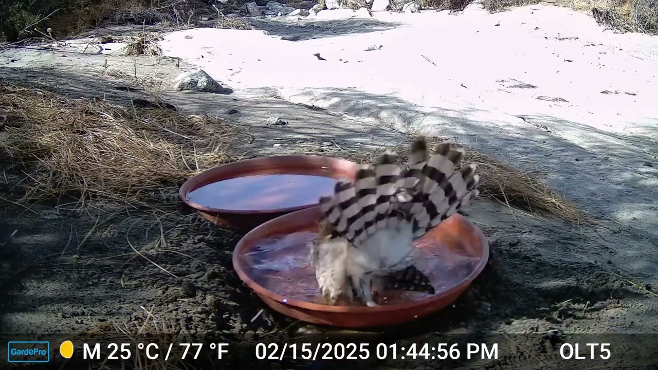 S3E9: A Cooper's hawk takes a bird bath on a warm winter day