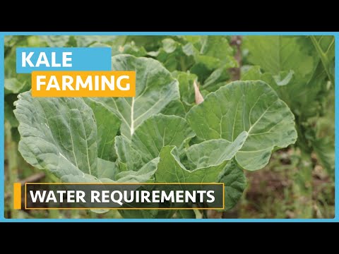 Kale Farming Lesson 1 Introduction