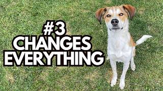 4 Must-Know Dog Training Tips (You’ll Wish You Tried Them Sooner)