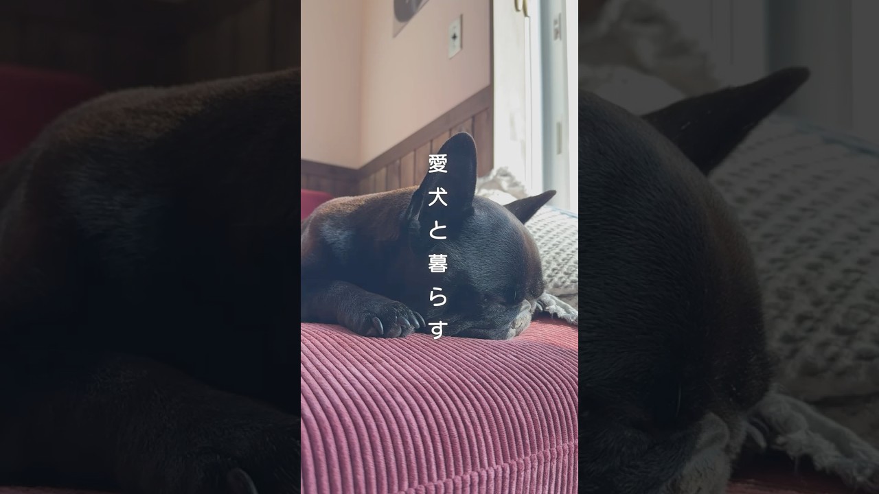 【#愛犬と暮らす】#オーナーズボイス #新築 #bino