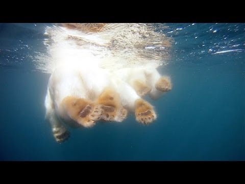 Este Fotógrafo Nada Junto a Un Oso Polar