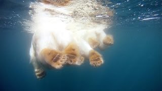 The Quest for Sea Ice