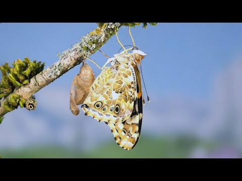 Painted Lady Caterpillar to Butterfly Time lapse