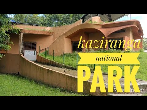 Kohora to kaziranga gate! Kaziranga national park ride mihimukh