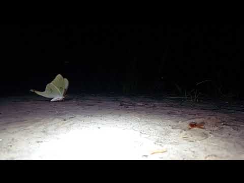 Giant luna moth doing backflips in slow motion
