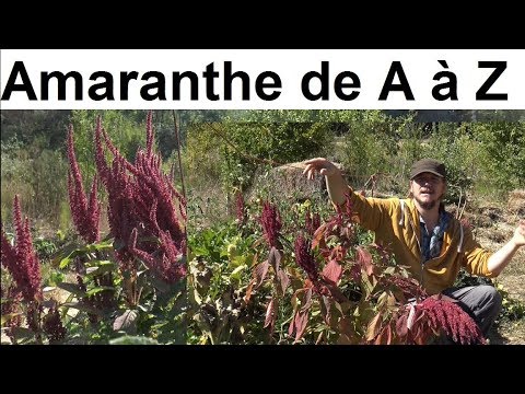 Amaranth from A to Z (almost)