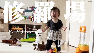 優しい兄犬が珍しく妹を泣かせてしまった後の対応が神すぎた…【マルプー×1歳】