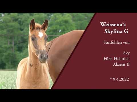 Stutfohlen von Sky - Fürst Heinrich - for sale