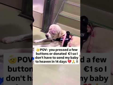 For any help consider donating link in bio to save a stray life in Los Angeles#usashorts#saveladogs