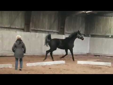 Stute v BONDS x FLORESTAN x RUBINSTEIN *2019