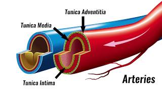 Blood vessels - Structure & Function | GCSE PE