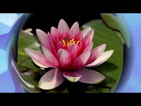 O PENSADOR INDIANO - CONTOS INDIANOS