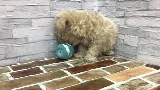 ハーフ犬の動画01