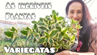 Miniatura do vídeo