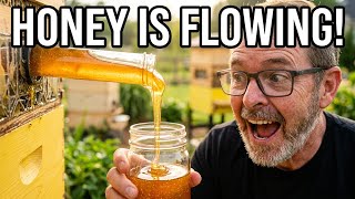 First Honey Harvest as a New Beekeeper! 🐝🍯 Flow Hive Makes Harvesting Honey Easy!