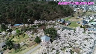 村松公園　日本さくら名所100選