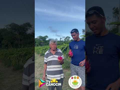 Plantio de pitaya ￼em Camocim de São Félix no Agreste de Pernambuco