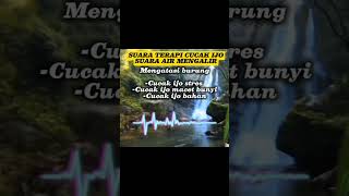 Download lagu Suara terapi cucak ijo macet bunyi dan stres‼️ mp3