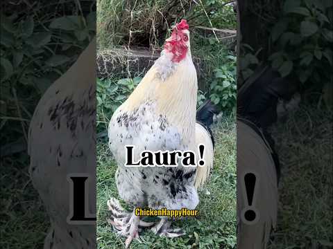 Frankie calls #laura #lulu #rooster #chicken #funny #laugh #meme #animals #chickens #name #humor