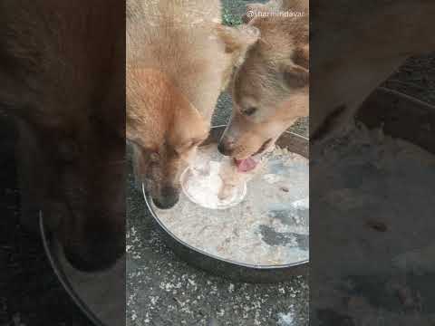 Feeding Stray Dogs | Small Acts of Kindness That Heal the Soul  #viralshort #viral