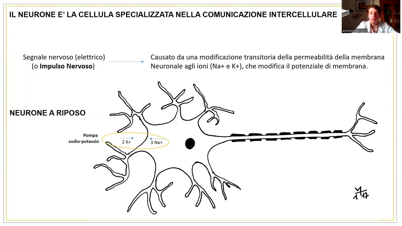 Anatomia e Fisiologia - Sistema Nervoso Neuroni