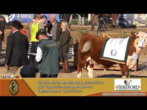 31-07-19 - Tercer Mejor Hembra P. Hereford - 133° Expo Rural de Palermo - Cap. Federal