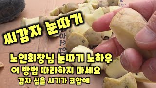 씨감자 눈자르기 노인회장님 시범 그러나 따라 하지 마세요 풀뿌리농장 수미감자 감물감자 괴산감자 [감자재배방법…