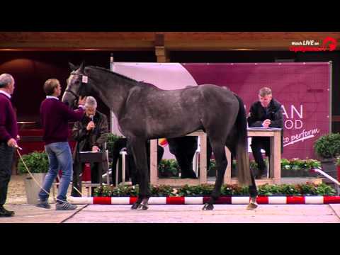 20 NAIROBI DE MUZE (Elvis Ter Putte x Vigo d'Arsouilles)