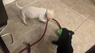 Video preview image #1 Labrador Retriever-Unknown Mix Puppy For Sale in The Woodlands, TX, USA