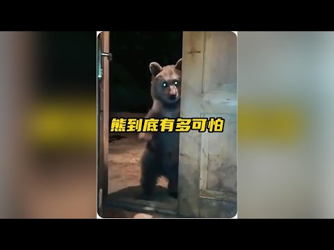 原來熊比你想像中要可怕得多，千萬不要被它憨憨的外表迷惑了！ #熊 #熊有多可怕 #神奇動物