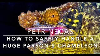 HOW TO SAFELY HANDLE A HUGE PARSON'S CHAMELEON