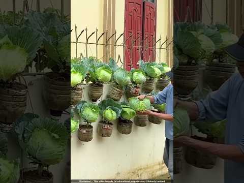 Amazing Upcycled Garden: Turning Plastic Bottles into Food & Profit! ♻️💰