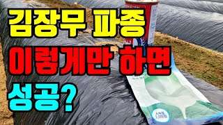 김장무 파종시기 이렇게만하면 성공합니다.