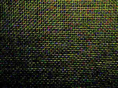 Coyotes Howling at Night