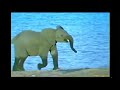 Whispers An Elephant S Tale 2000 2001 VHS DVD Trailer Now Available October 23 2001
