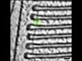 Rod outer segment - Krzysztof Palczewski