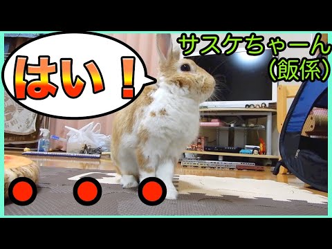 ウサギは飼い主を認識していますか?